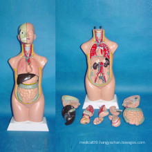 Medical Teaching Human Body Torso Anatomical Model (R030105)